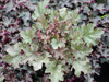 urawka Heuchera 'Hybryda 82'